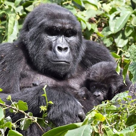 Silverback Lodge Buhoma Esterno foto