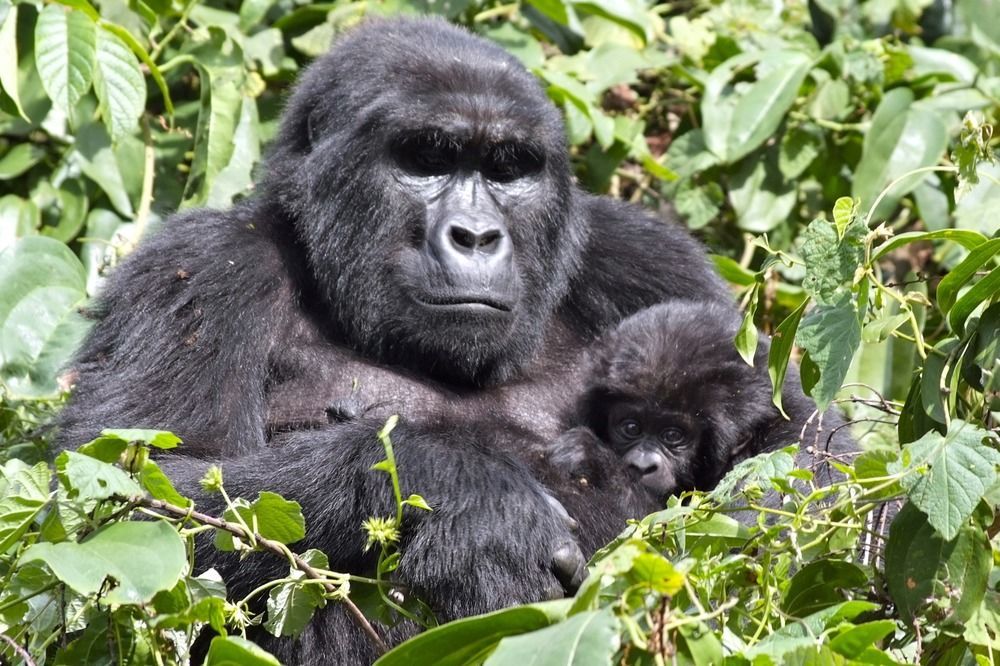 Silverback Lodge Buhoma Esterno foto